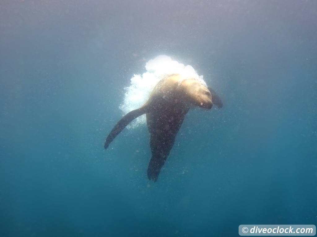 sea_lions_la_paz_mexico_diveoclock-8.jpg