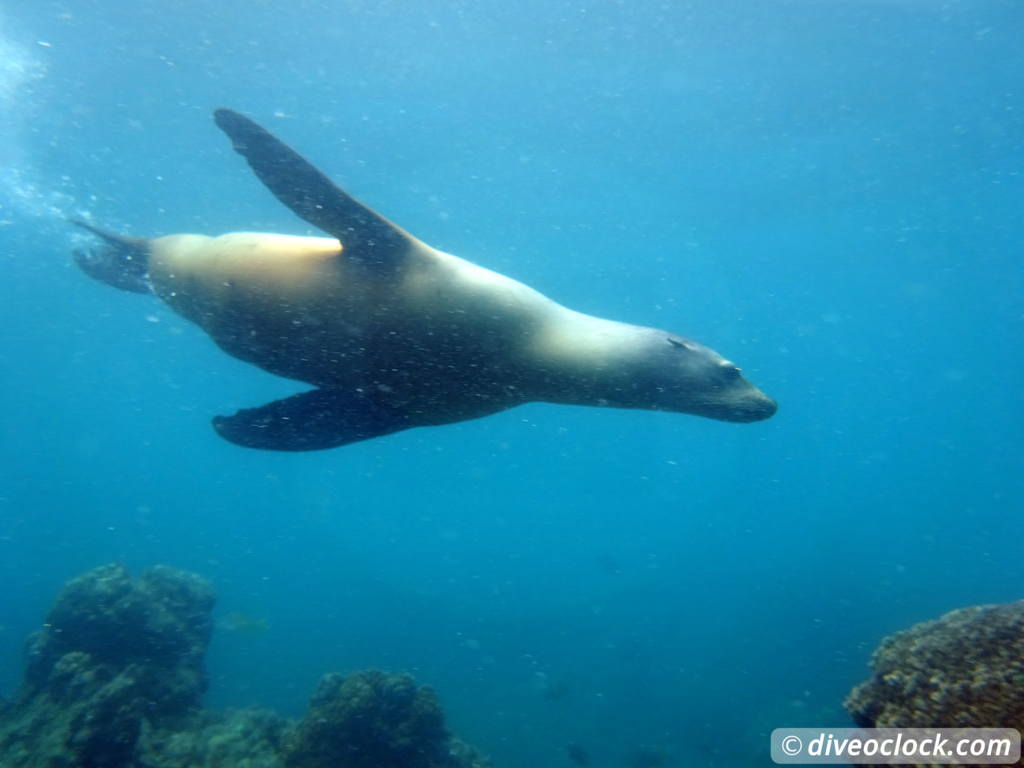 La Paz Dive With Sea Lions Mexico Dive Oclock - 