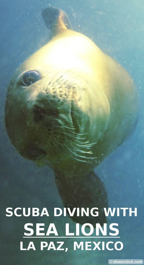 La Paz - Dive with Sea Lions (Mexico)