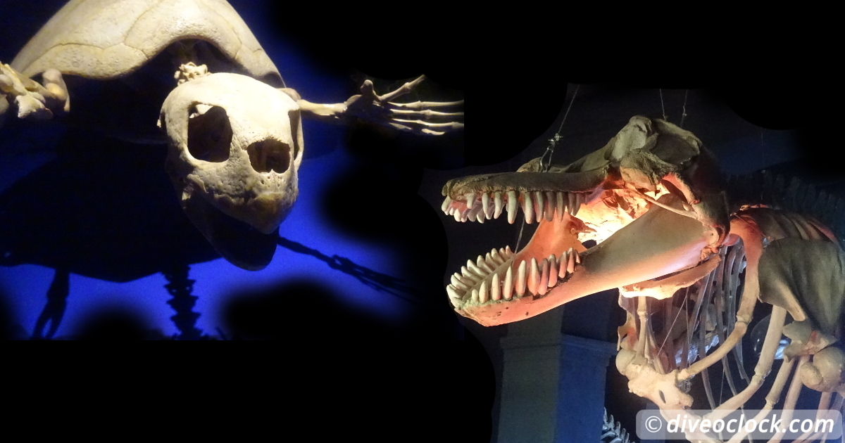 Cabo Pulmo Incredible Diving in the Sea of Cortez Mexico Latin America Mexico La Paz Whale Museum