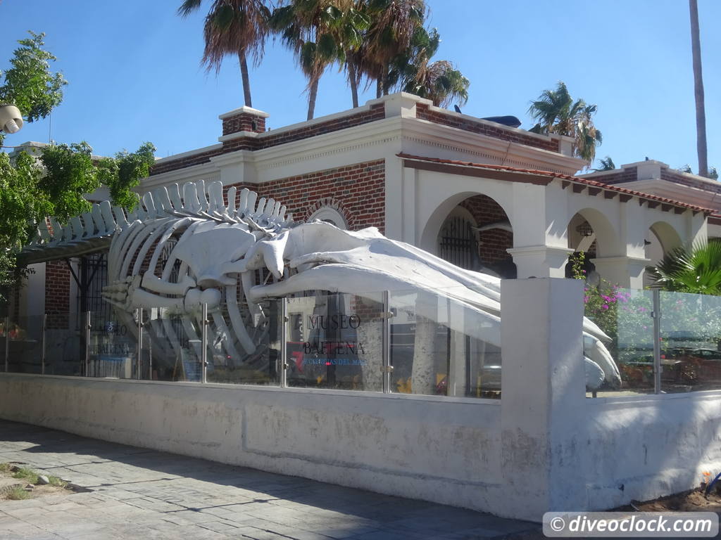 whale_museum_la_paz_mexico_diveoclock-1.jpg