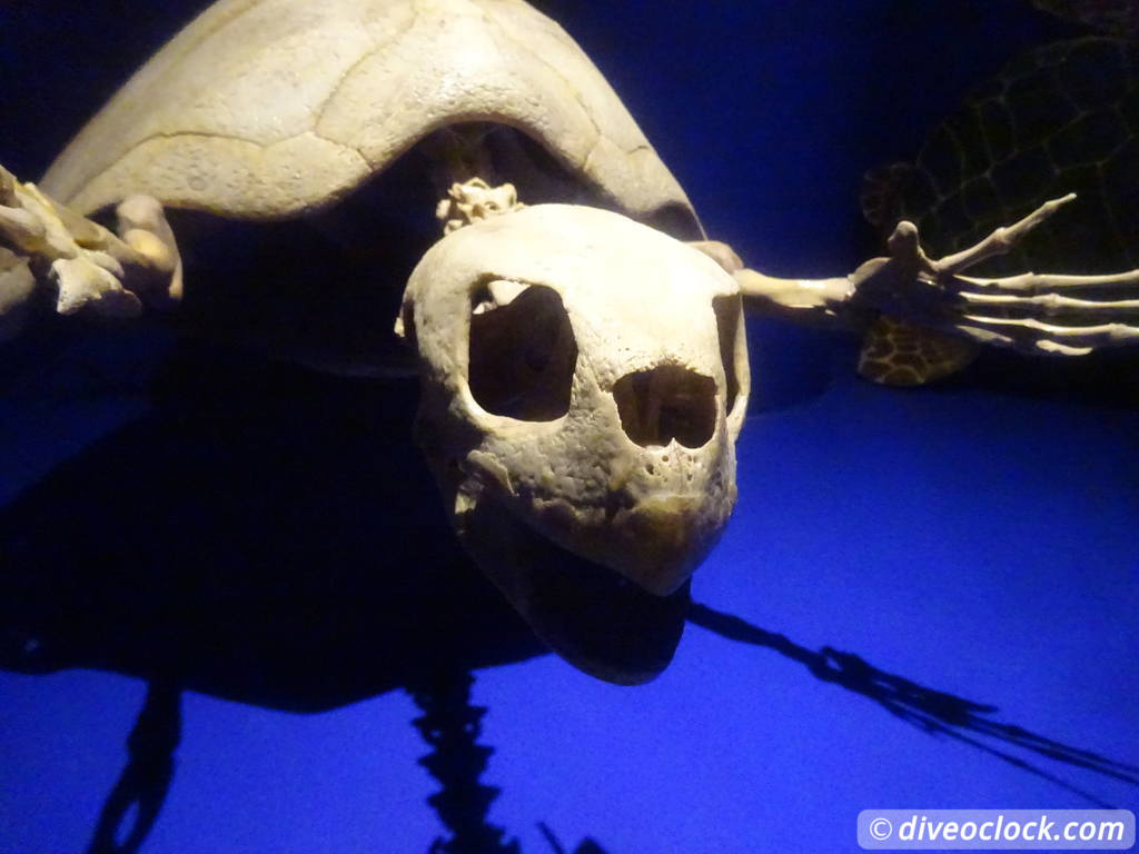 whale_museum_la_paz_mexico_diveoclock-10.jpg