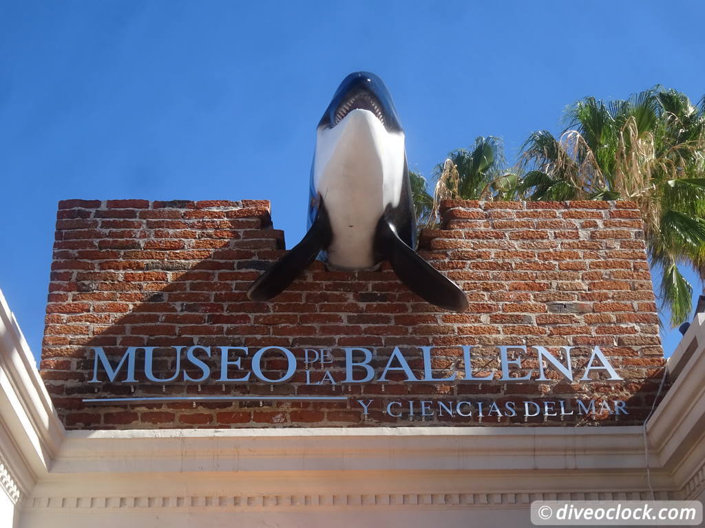 whale_museum_la_paz_mexico_diveoclock-2.jpg