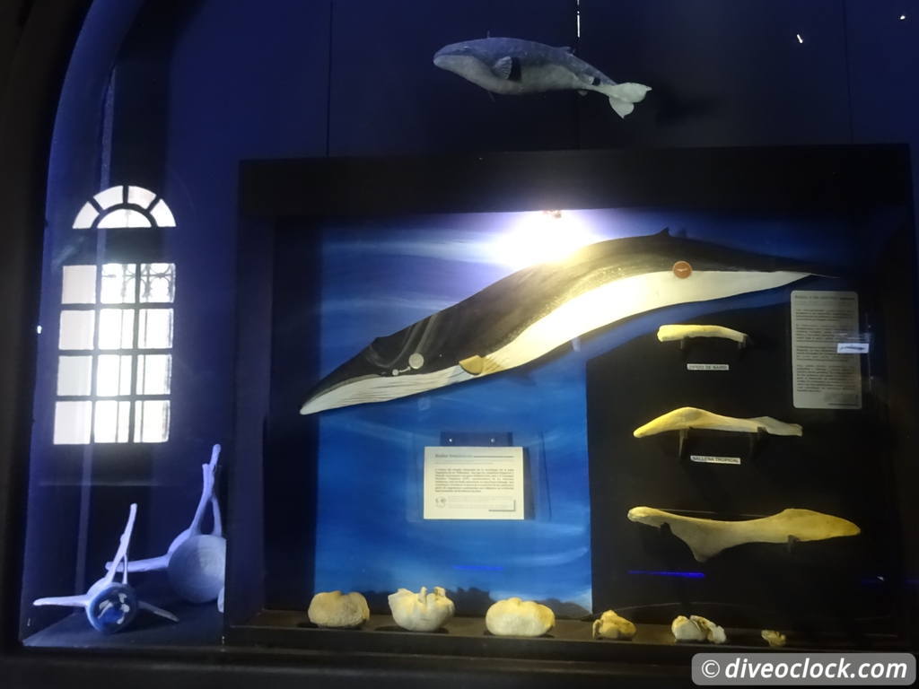 whale_museum_la_paz_mexico_diveoclock-4.jpg