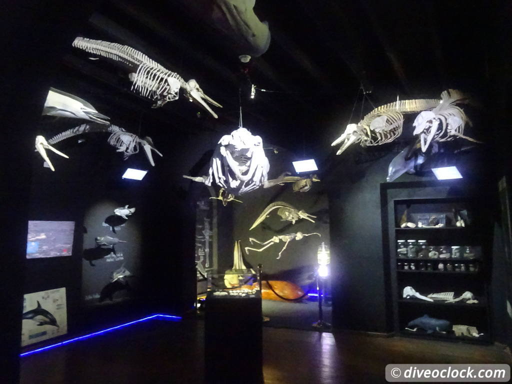 whale_museum_la_paz_mexico_diveoclock-7.jpg