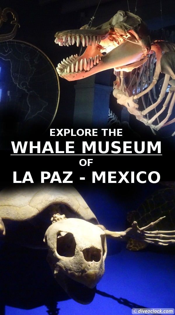 La Paz - Explore The Whale Museum of Mexico!