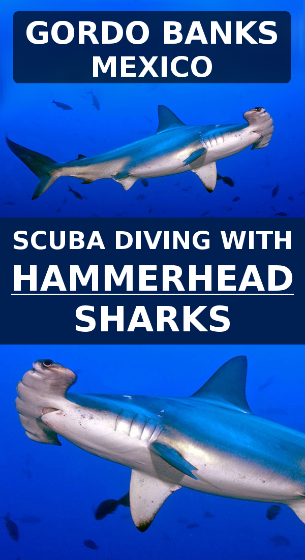 Los Cabos - Dive with Fascinating Hammerhead Sharks at Gordo Banks (Mexico)