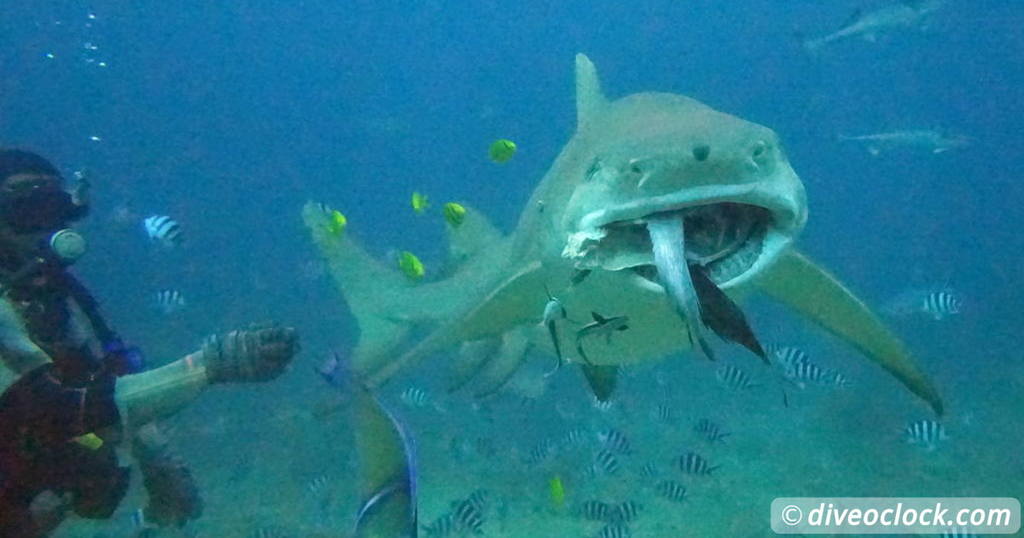 Million Dollar Point Diving in a Huge US Army Dump Yard in Vanuatu Oceania Fiji Beqa Sharks