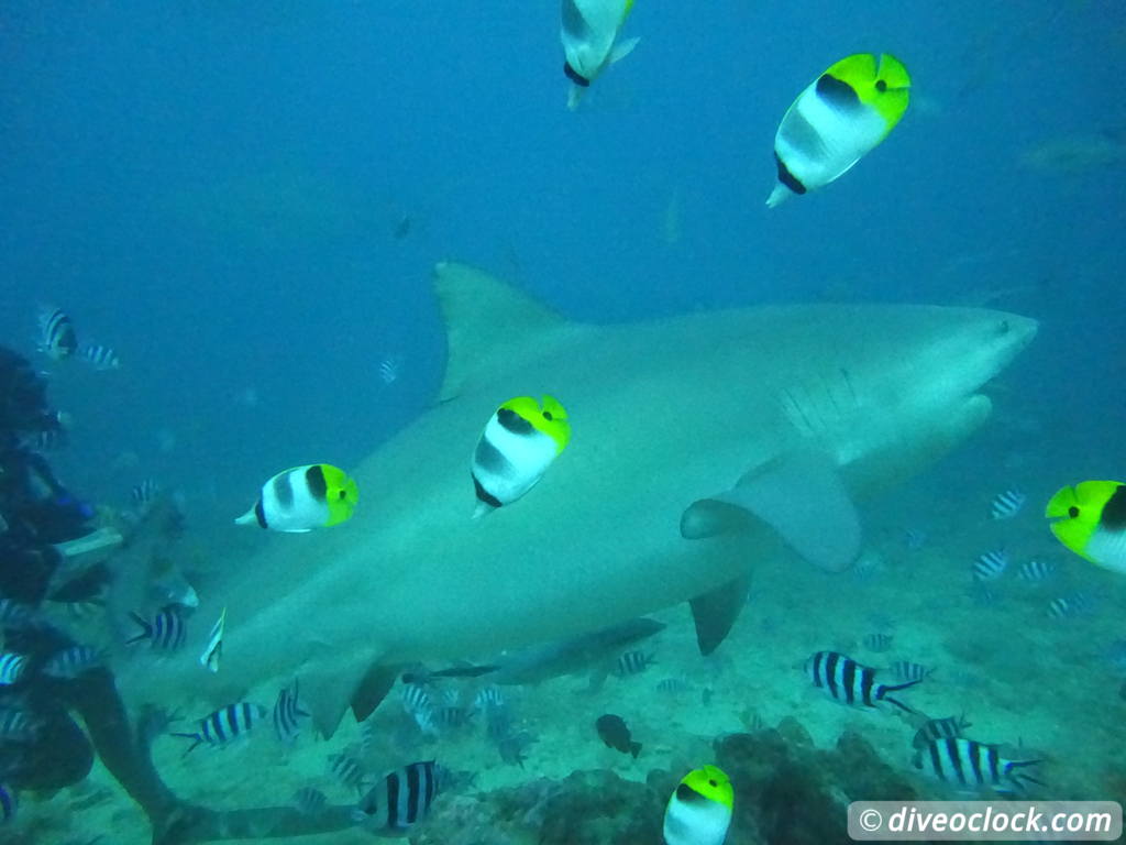 Beqa Lagoon The Ultimate Shark Encounter in Fiji  Fiji Beqa Sharks 10