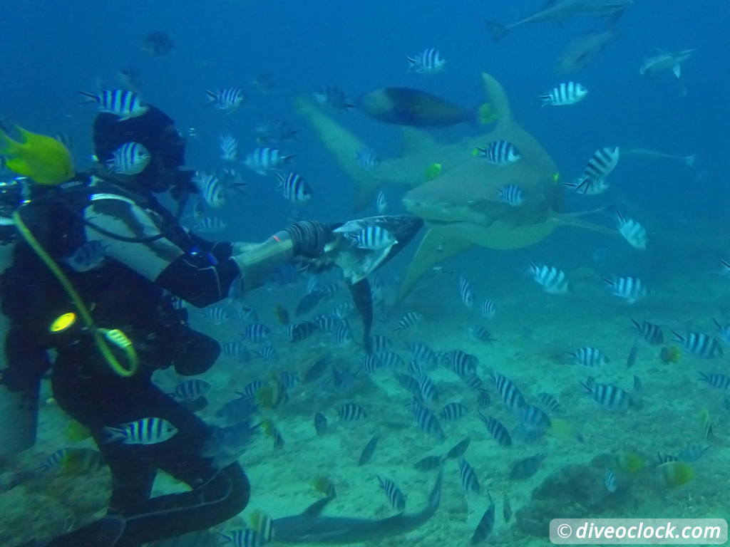 Beqa Lagoon The Ultimate Shark Encounter in Fiji  Fiji Beqa Sharks 11