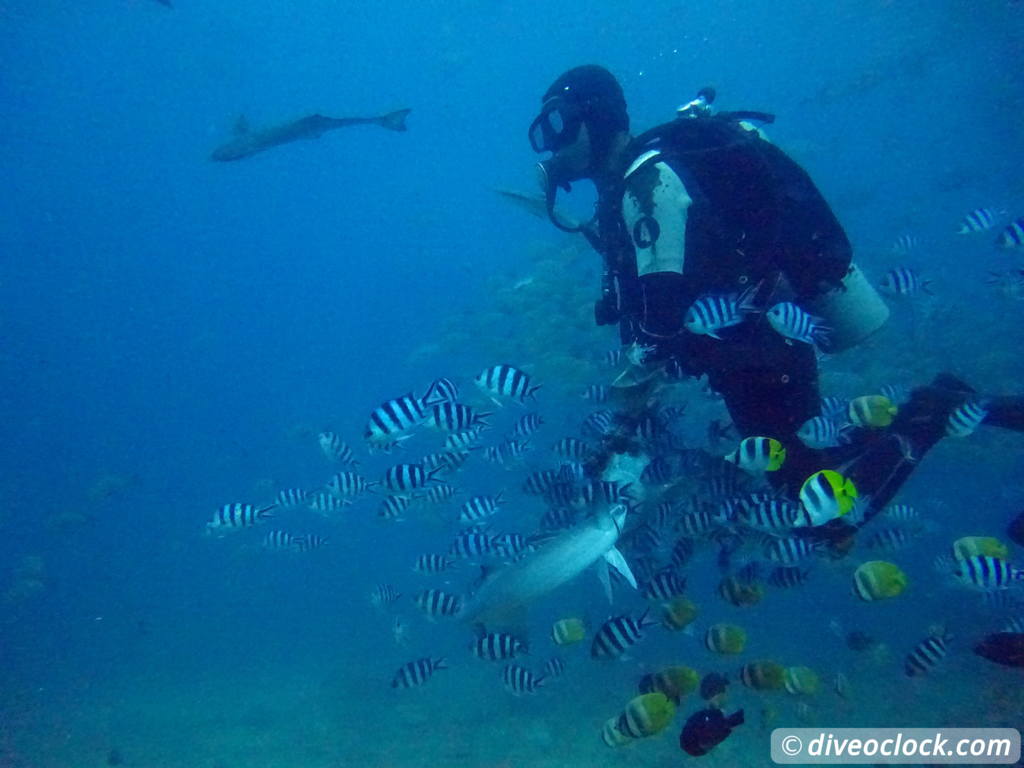 Beqa Lagoon The Ultimate Shark Encounter in Fiji  Fiji Beqa Sharks 13