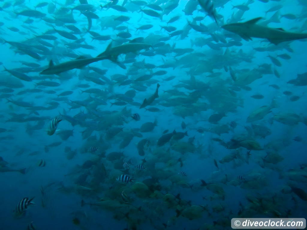 Beqa Lagoon The Ultimate Shark Encounter in Fiji  Fiji Beqa Sharks 4