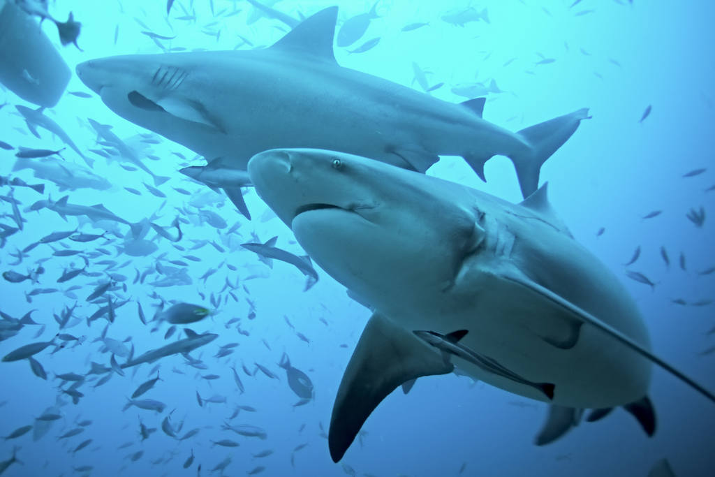 Beqa Lagoon The Ultimate Shark Encounter in Fiji  Fiji Beqa Sharks 50