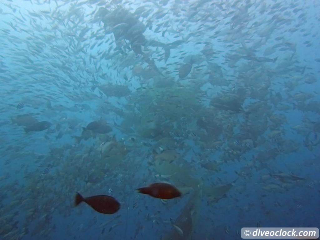 Beqa Lagoon The Ultimate Shark Encounter in Fiji  Fiji Beqa Sharks 6