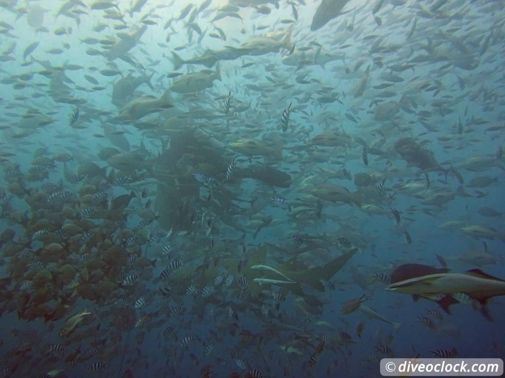 Beqa Lagoon The Ultimate Shark Encounter in Fiji  Fiji Beqa Sharks 8