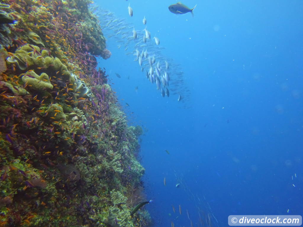 Bligh Water Fiji The Soft Coral Capital of the World  Fiji Bligh Water 11