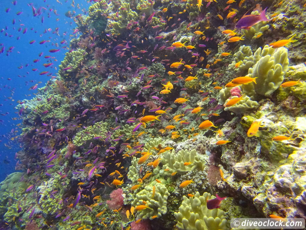 Bligh Water Fiji The Soft Coral Capital of the World  Fiji Bligh Water 16