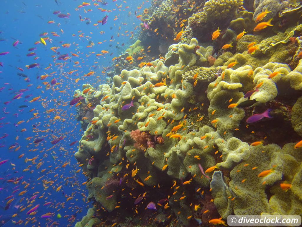 Bligh Water Fiji The Soft Coral Capital of the World  Fiji Bligh Water 20