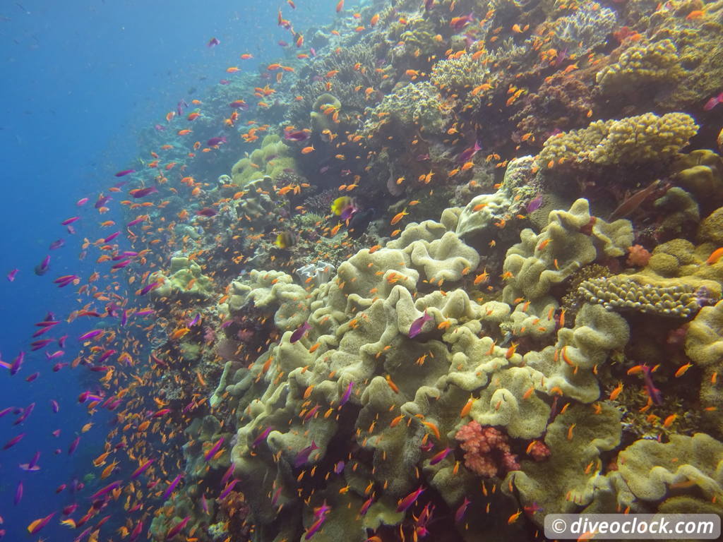 Bligh Water Fiji The Soft Coral Capital of the World  Fiji Bligh Water 22