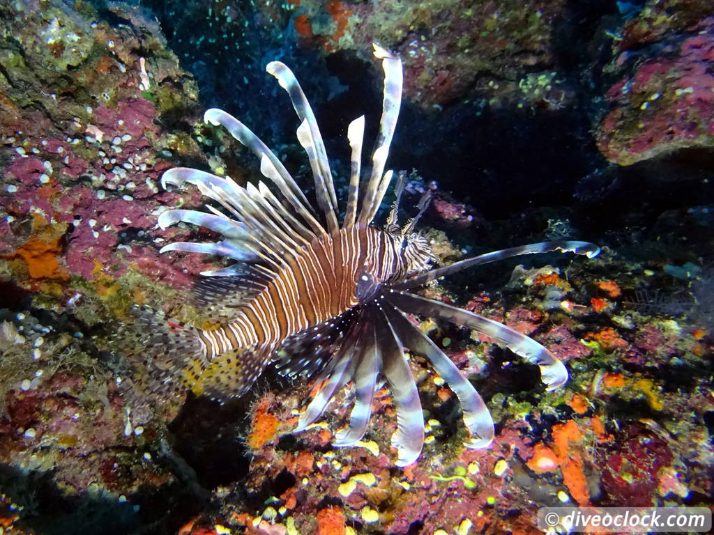 Bligh Water Fiji The Soft Coral Capital of the World  Fiji Bligh Water 24