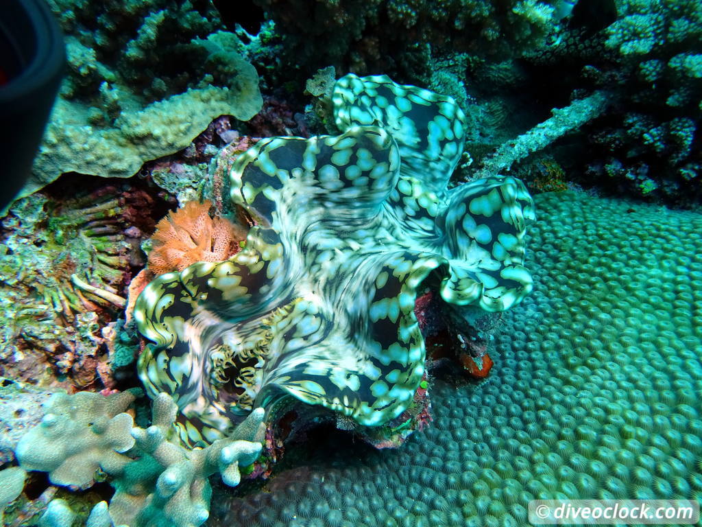 Bligh Water Fiji The Soft Coral Capital of the World  Fiji Bligh Water 25