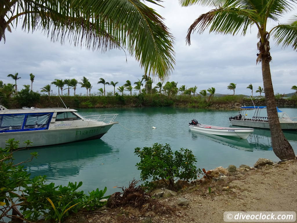 Bligh Water Fiji The Soft Coral Capital of the World  Fiji Bligh Water 27