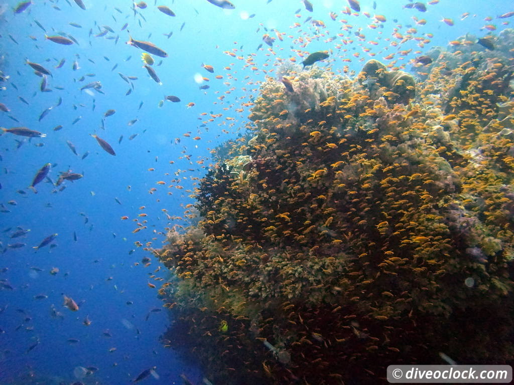 Bligh Water Fiji The Soft Coral Capital of the World  Fiji Bligh Water 3