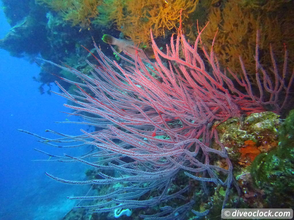 Bligh Water Fiji The Soft Coral Capital of the World  Fiji Bligh Water 4