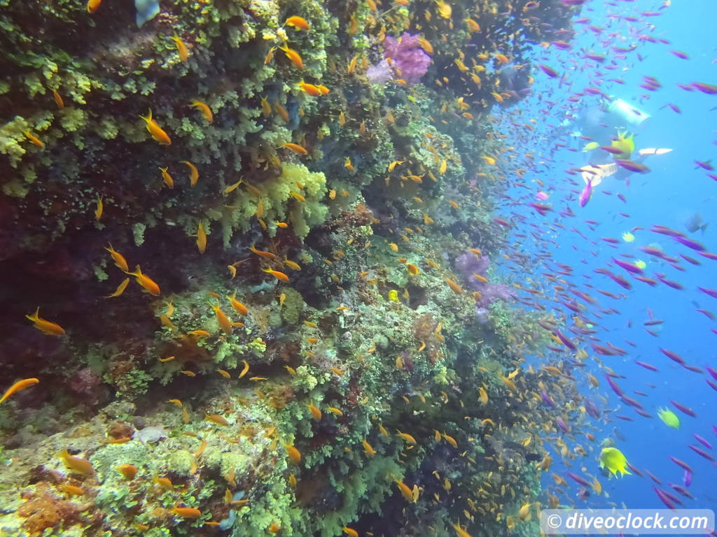 Bligh Water Fiji The Soft Coral Capital of the World  Fiji Bligh Water 8