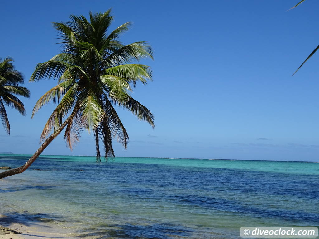 viti_levu_fiji_diveoclock-61.jpg