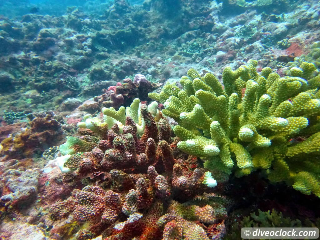 Apia Discovering New Dive Sites in Samoa Samoa Apia 14