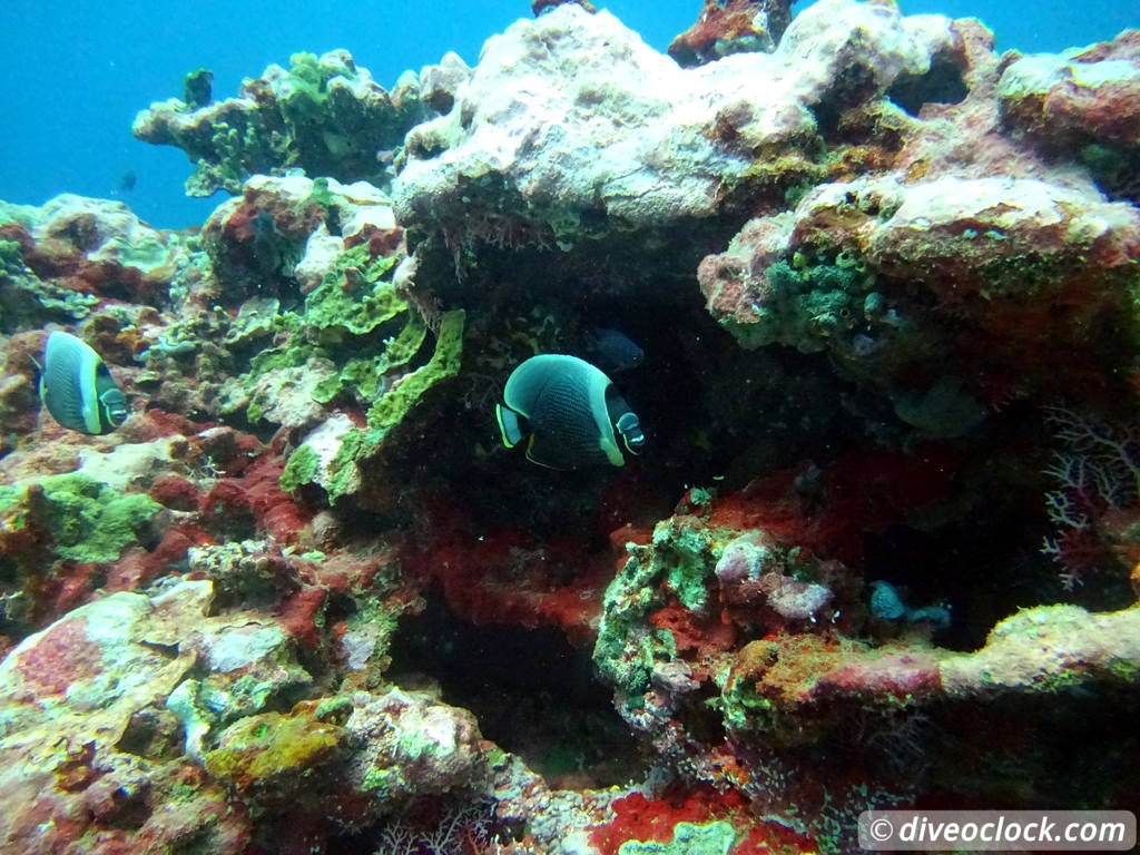 Apia Discovering New Dive Sites in Samoa Samoa Apia 15