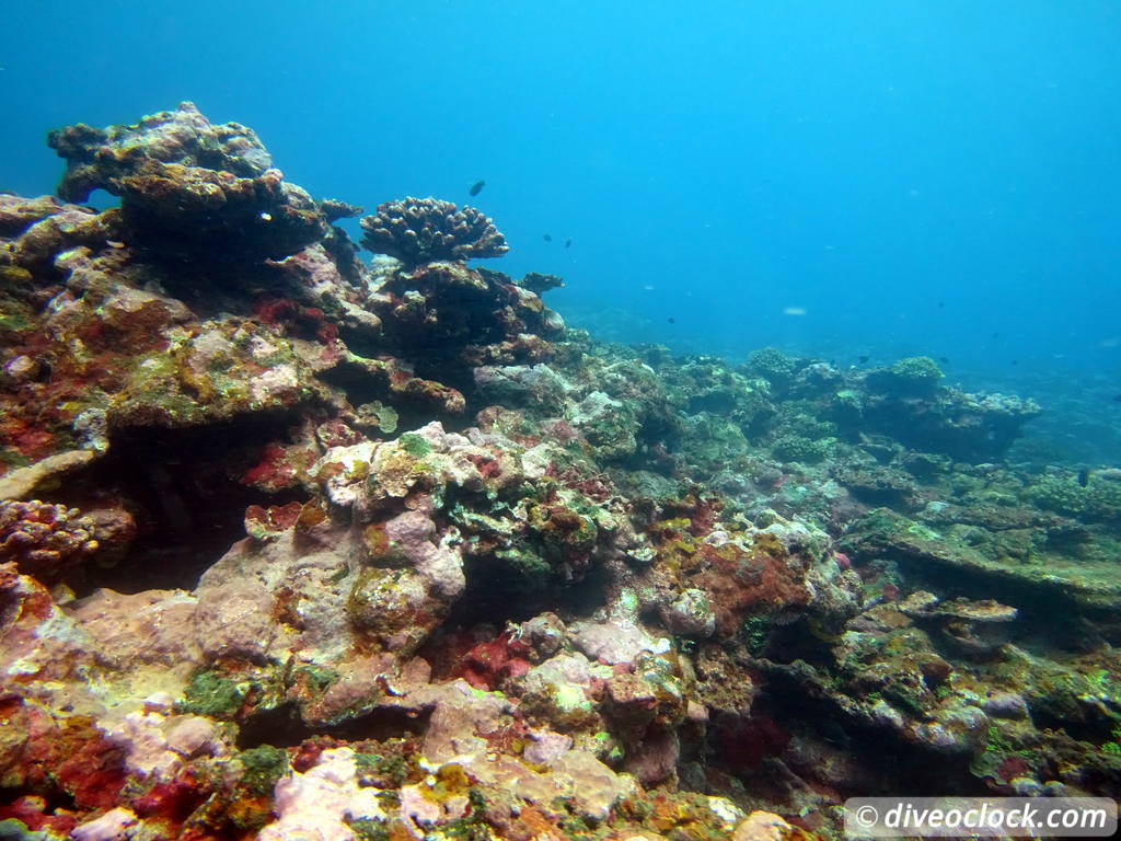 Apia Discovering New Dive Sites in Samoa Samoa Apia 20