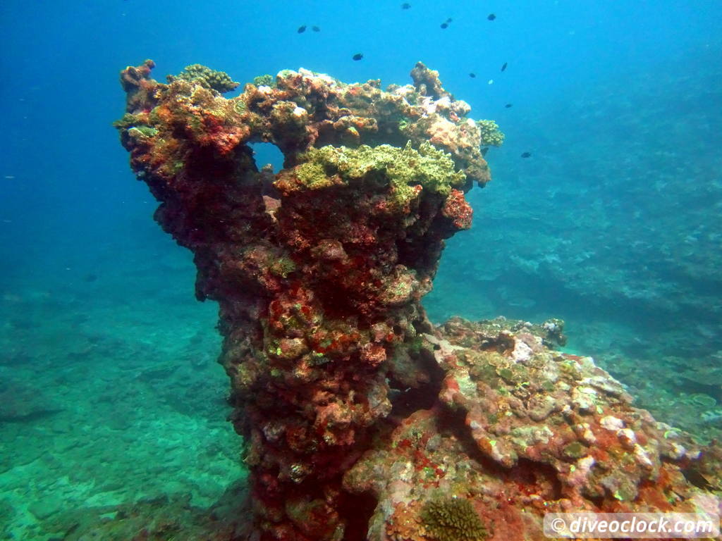 Apia Discovering New Dive Sites in Samoa Samoa Apia 22
