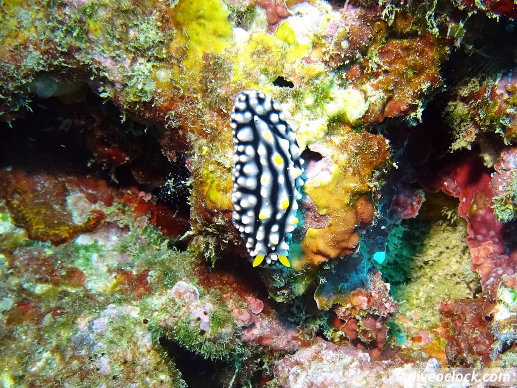 Apia Discovering New Dive Sites in Samoa Samoa Apia 25