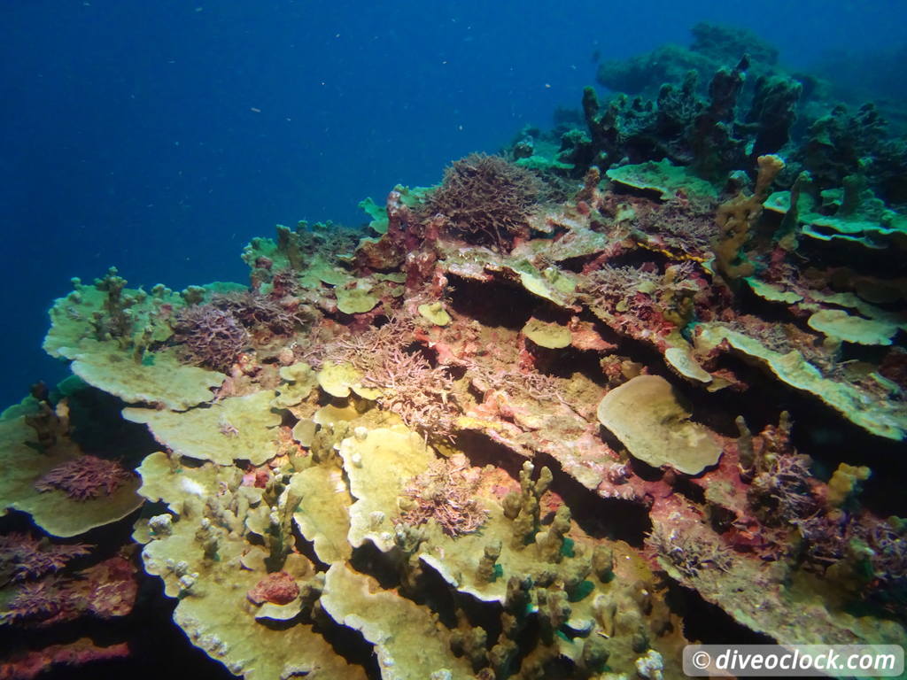 Apia Discovering New Dive Sites in Samoa Samoa Apia 36