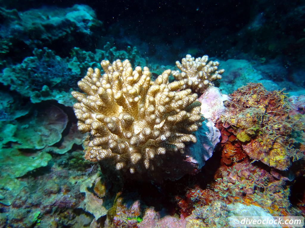 Apia Discovering New Dive Sites in Samoa Samoa Apia 40