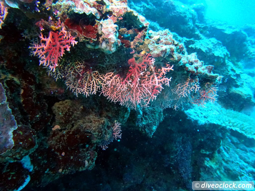 Apia Discovering New Dive Sites in Samoa Samoa Apia 7