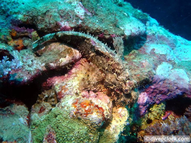 SS President Coolidge The Largest Easy Accessibly Wreck in the World Vanuatu  Vanuatu Ss President Coolidge 24