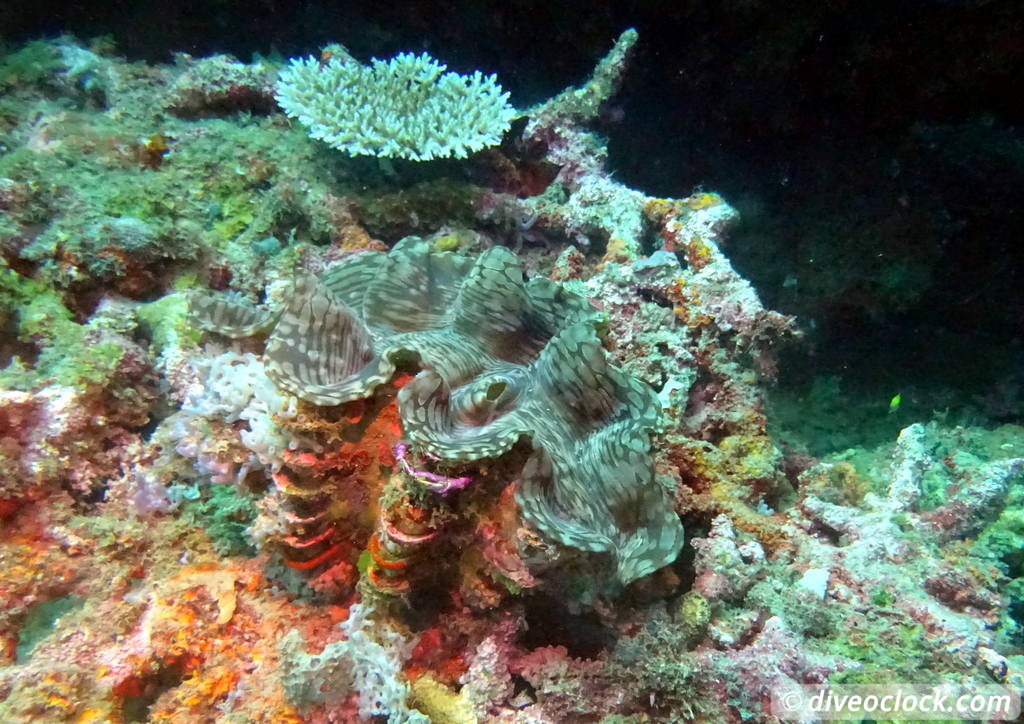 SS President Coolidge The Largest Easy Accessibly Wreck in the World Vanuatu  Vanuatu Ss President Coolidge 31