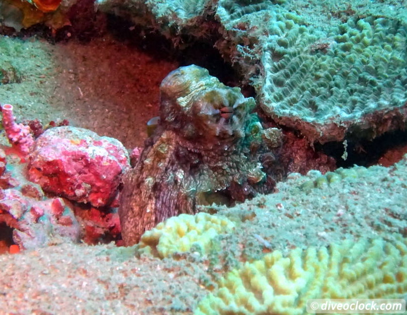 SS President Coolidge The Largest Easy Accessibly Wreck in the World Vanuatu  Vanuatu Ss President Coolidge 33