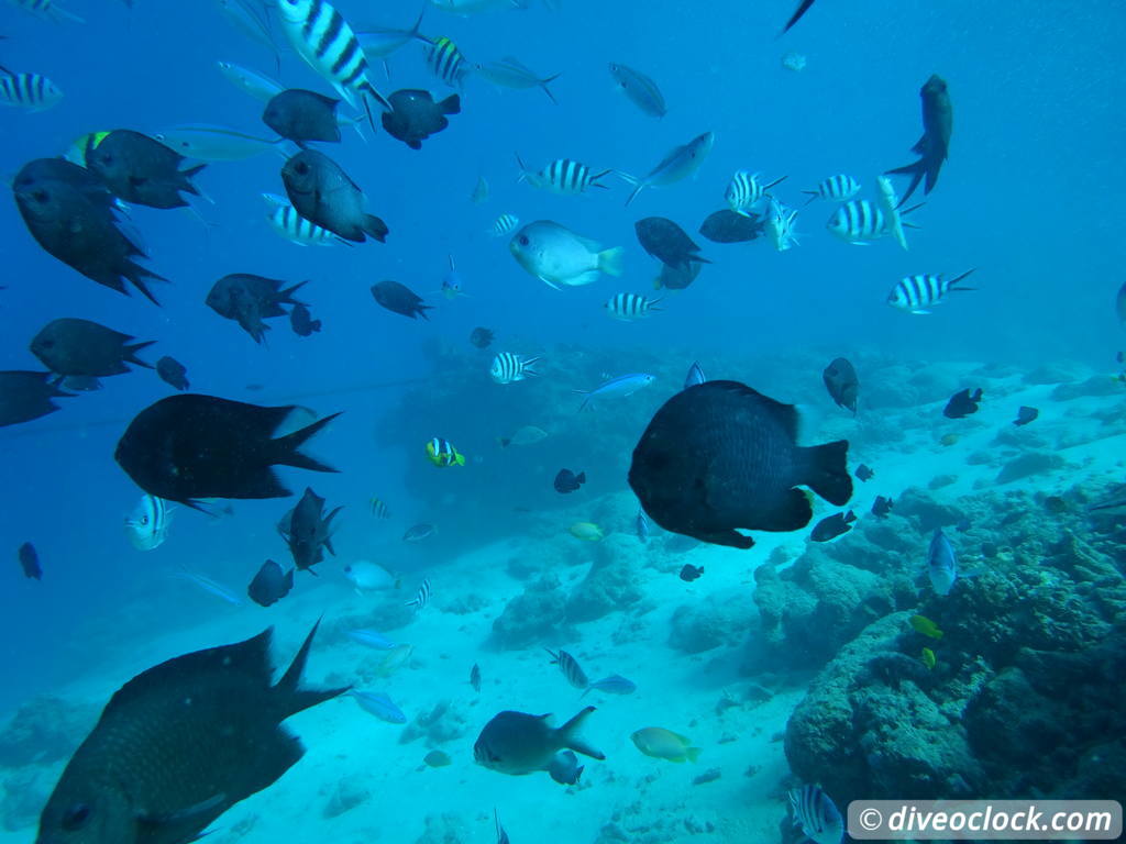 SS President Coolidge The Largest Easy Accessibly Wreck in the World Vanuatu  Vanuatu Ss President Coolidge 40