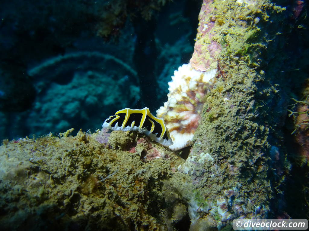 Million Dollar Point Diving in a Huge US Army Dump Yard in Vanuatu  Vanuatu Million Dollar Point 20