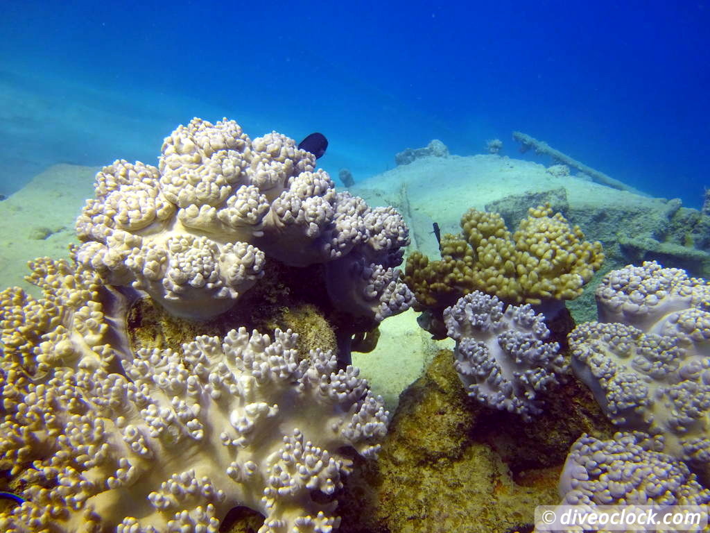 Million Dollar Point Diving in a Huge US Army Dump Yard in Vanuatu  Vanuatu Million Dollar Point 54