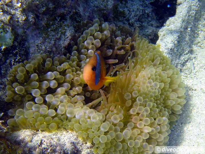 Million Dollar Point Diving in a Huge US Army Dump Yard in Vanuatu  Vanuatu Million Dollar Point 56