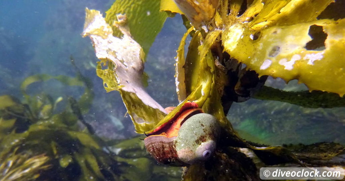 Florida Keys Selecting The Best Dive Area USA USA California Malibu