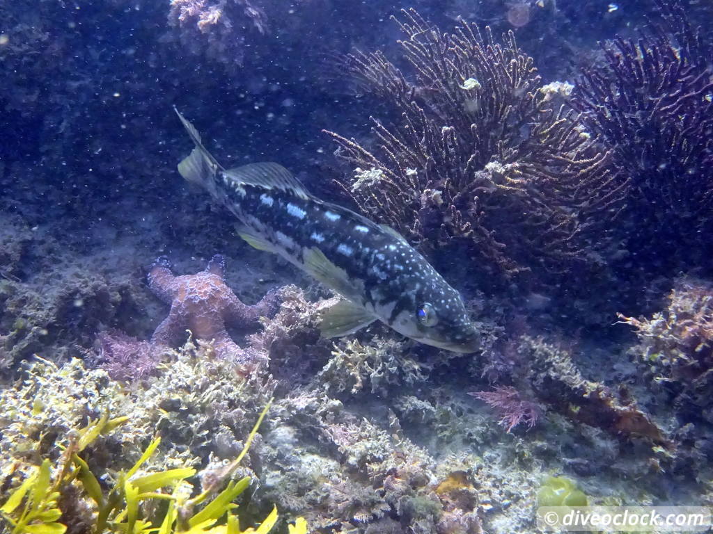 Malibu Kelp Forests and Lobster Diving in California USA  Us California Malibu 13