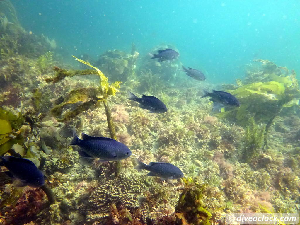 Malibu Kelp Forests and Lobster Diving in California USA  Us California Malibu 15