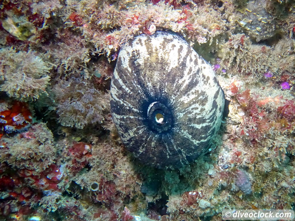 Malibu Kelp Forests and Lobster Diving in California USA  Us California Malibu 23