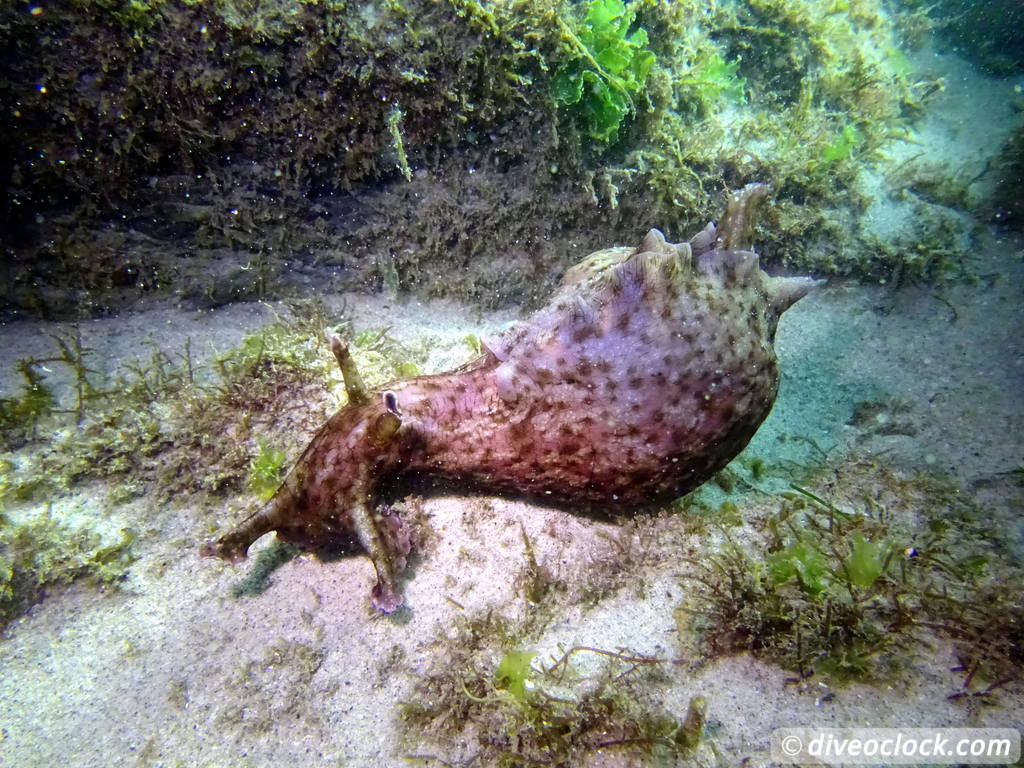 Malibu Kelp Forests and Lobster Diving in California USA  Us California Malibu 29